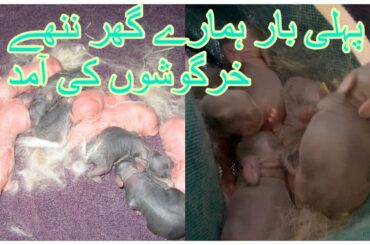 Rabbit Giving Birth At Home - Baby Bunnies So Cute | #Rabbitscare #Bunniescare #fancyrabbits