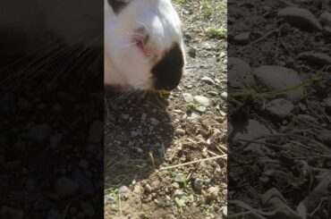 cute rabbit eating dandelion flower