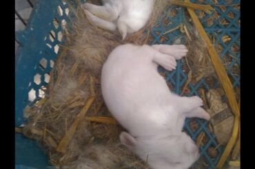 How to save bunny rabbit ||यदि हां, तो एक खरगोश बनें