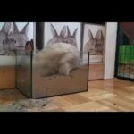 Cute rabbit funny acts😀