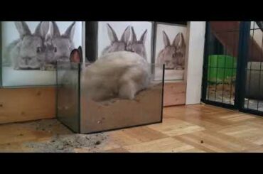 Cute rabbit funny acts😀