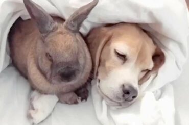 Adorable Dog And Bunny Are Best Friends