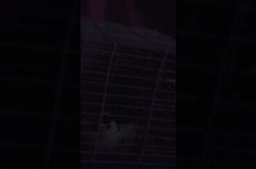 My cute rabbit❤❤