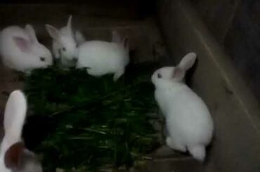 Baby rabbit। rabbit। খরগোসের বাচ্ছা। খরগোস