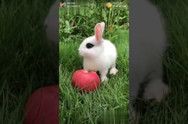 The cute bunny eating a apple