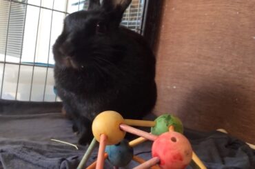 Cute bunny eats her food