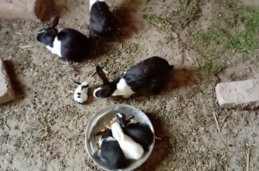 Funny bunny rabbits video || Rabbits playing with her mother || cute rabbits compliation