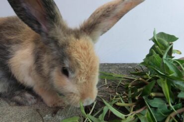 Rabbits eating asmr morning glory | bunny cute eating asmr