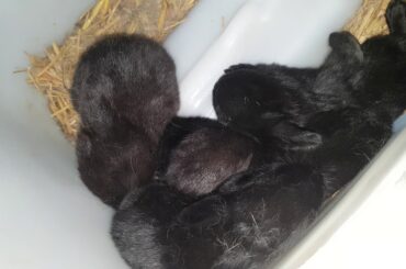 Rabbit 🐇 farming newzeland rabbit for sale in Pakistan 🇵🇰 03450406704