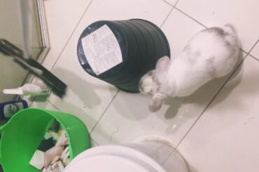 EP01.为什么兔宝要吃自己的屎？why rabbit eat their poo poo