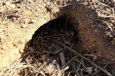 LOOK What I FOUND in the WILD!🐇🐇🐇🐇🐰🥕