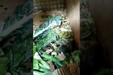 Cute baby Rabbit ❤️