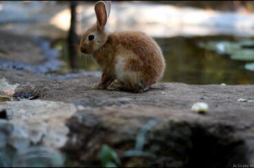 Find something to enjoy during curfew time with my funny and cute bunny