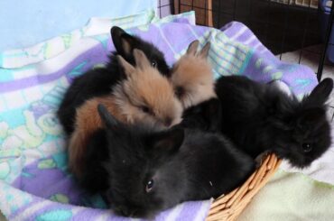 Basket of lionhead bunnies
