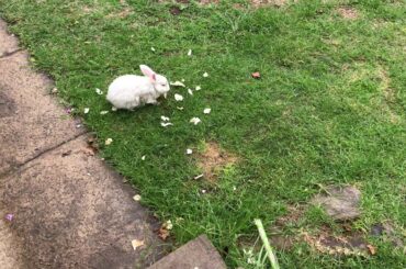 Cute Bunny eating bread - ارنب صغير يأكل الخبز