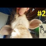 Cute Bunny eating close up | Roni The Rabbit | #28