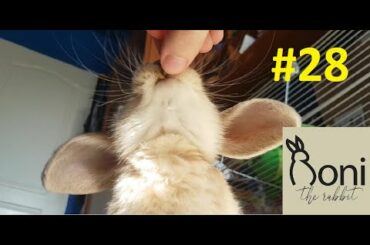 Cute Bunny eating close up | Roni The Rabbit | #28