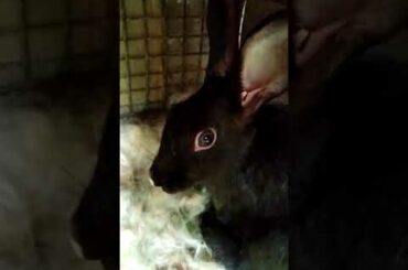 Baby rabbit day 1( Rabbit kitten) 😊