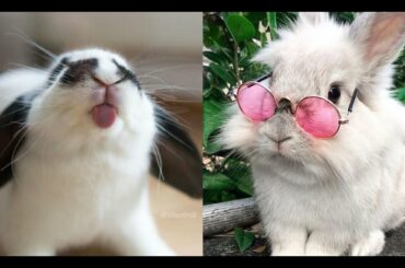 🐇 Funny and Cute Baby Bunny 🐇  Rabbit Videos - Baby Animal Video Compilation (2020) #1 🐇