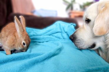 Dog Reacts to Rabbit Mother feeding her Baby Bunnies 1 Day Old