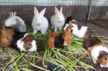 Amazing Rabbits Eating Together - Cute Rabbits Videos - Rabbits Eating - Rabbits