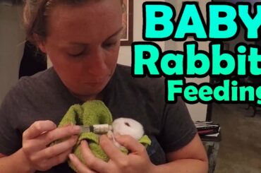Mommy love HER BABY'S (First Time FEEDING BABY RABBITS)