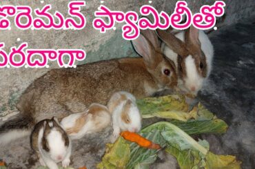 RABBITS KIDS 14 DAYS