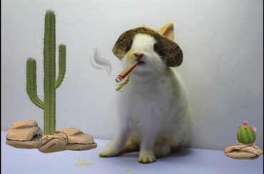 Cute Sunny bunny cowboy playing before sleep - Our lovely baby rabbit