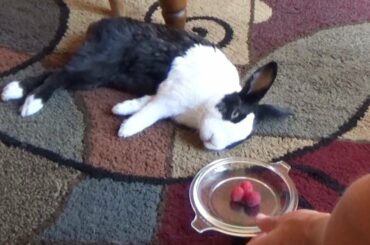 Sleeping Rabbit Wakes Up at the Smell of Raspberries