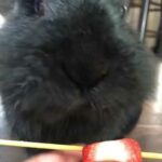 Cute bunny eats strawberry