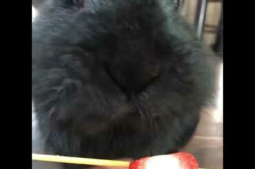 Cute bunny eats strawberry