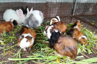 Amazing Rabbits Eating Together - Rabbits Videos - Cute Rabbits - Rabbits