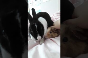 cute rabbit and guinea pig cuddle on bed until rabbit gets annoyed