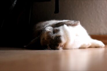 Sleeping bunny - cute