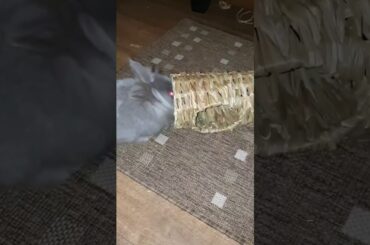 Fun of My Cute Bunny/Rabbit.