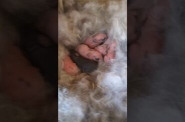 April 2020 baby lion head rabbits