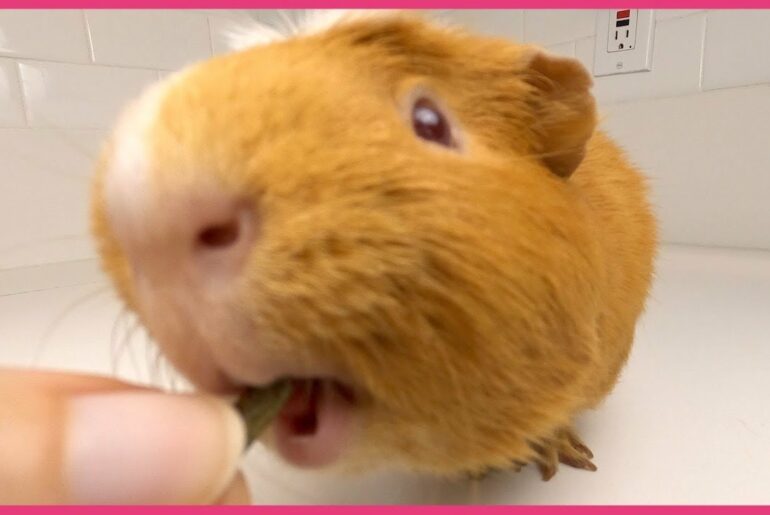 Guinea pigs chewing pellets ASMR