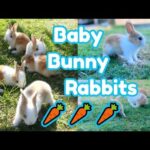 Cutest Baby Bunny Rabbits