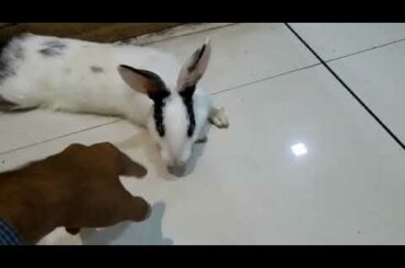Cute Rabbit (khargosh) ..one of the cutest pet ever ❤️ small kids will enjoy it #babyvideos  #sasa