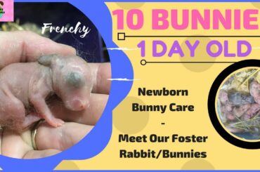 BABY BUNNIES 1 DAY OLD- Taking Them Home- Newborn Bunny Care