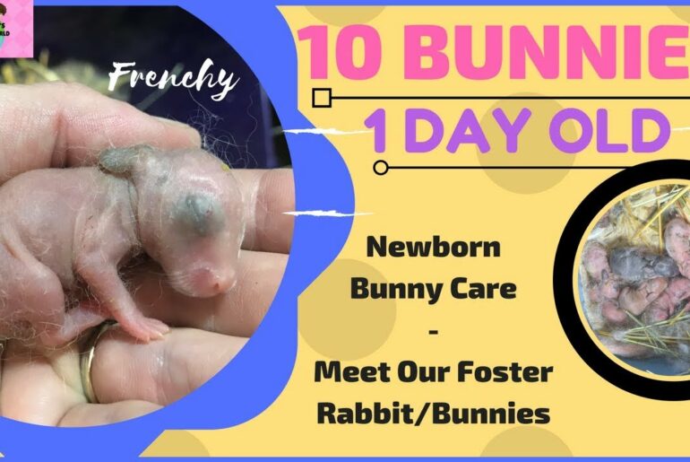 BABY BUNNIES 1 DAY OLD- Taking Them Home- Newborn Bunny Care