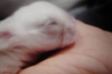 Newborn Baby Bunnies!