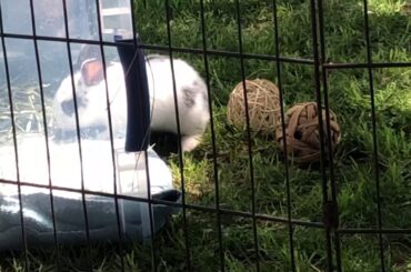 The cutest baby bunnies ever 🐰