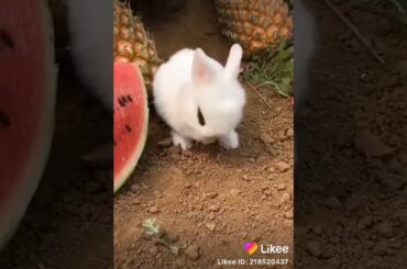 Cute bunny