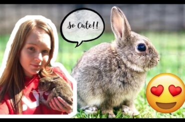 ADOPTING  a baby BUNNY!! *Adorable* | Charlotte-Anne
