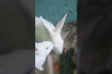 Baby bunnies playing with their mummy