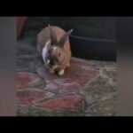 Dexter The Cute Rabbit