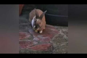 Dexter The Cute Rabbit