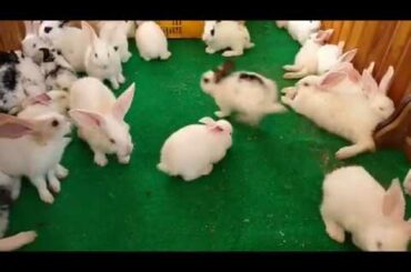 Pretty​ Bunny and Rabbit So cute - Rabbit dreaming! ASMR