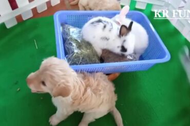 Puppy & Rabbit Cute Cute